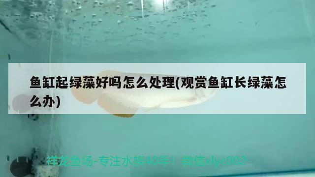 魚缸起綠藻好嗎怎么處理(觀賞魚缸長綠藻怎么辦) 埃及神仙魚