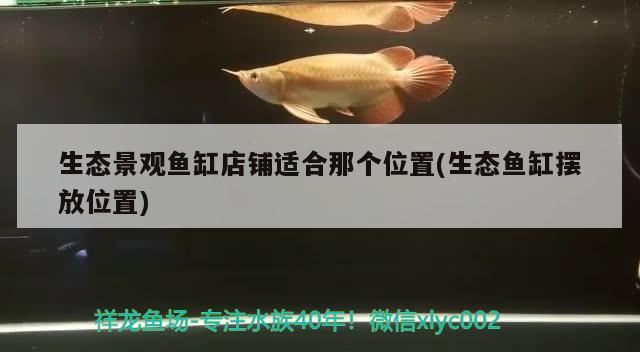 生態(tài)景觀魚缸店鋪適合那個位置(生態(tài)魚缸擺放位置) 祥龍龍魚魚糧