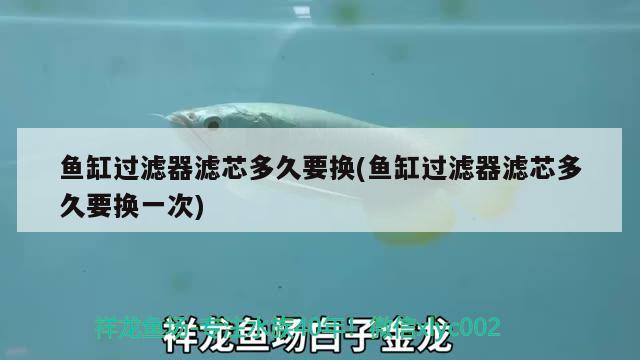 魚缸過(guò)濾器濾芯多久要換(魚缸過(guò)濾器濾芯多久要換一次) 養(yǎng)魚知識(shí)