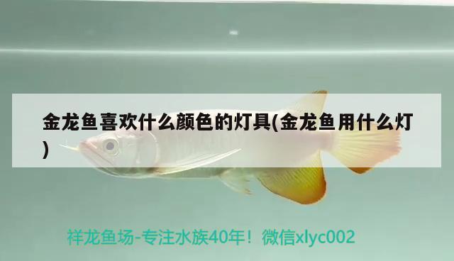 金龍魚(yú)喜歡什么顏色的燈具(金龍魚(yú)用什么燈) 廣州水族器材濾材批發(fā)市場(chǎng)