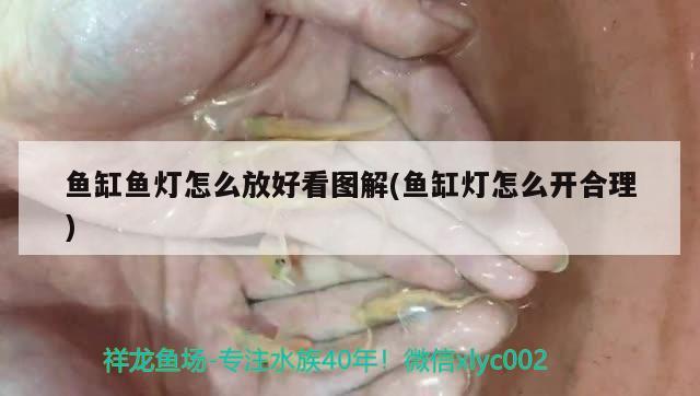 魚缸魚燈怎么放好看圖解(魚缸燈怎么開合理) 黃金斑馬魚