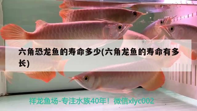 六角恐龍魚的壽命多少(六角龍魚的壽命有多長) 觀賞魚