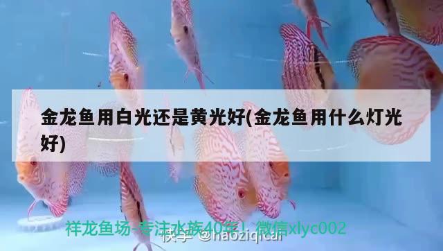 金龍魚(yú)用白光還是黃光好(金龍魚(yú)用什么燈光好)