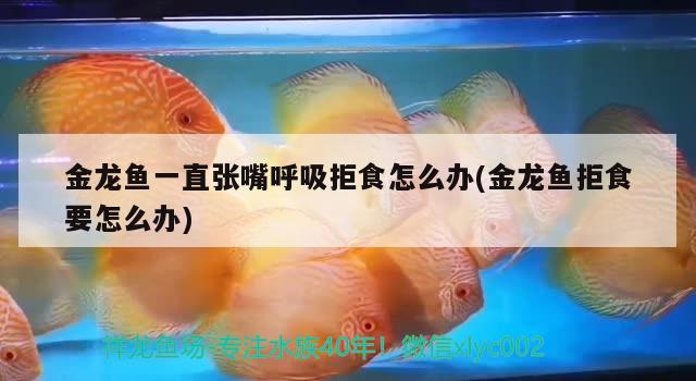 金龍魚一直張嘴呼吸拒食怎么辦(金龍魚拒食要怎么辦) 魚缸凈水劑