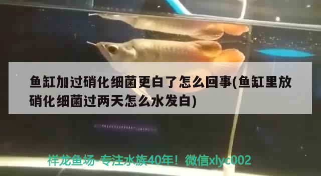 魚缸加過硝化細(xì)菌更白了怎么回事(魚缸里放硝化細(xì)菌過兩天怎么水發(fā)白)