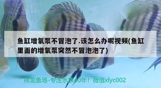 魚缸增氧泵不冒泡了.該怎么辦呢視頻(魚缸里面的增氧泵突然不冒泡泡了)