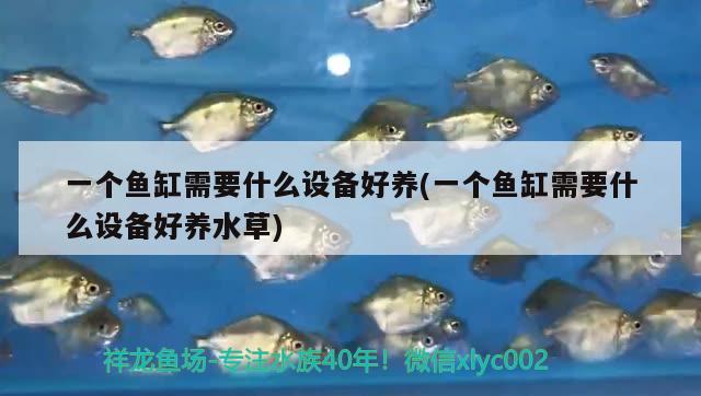 一個(gè)魚缸需要什么設(shè)備好養(yǎng)(一個(gè)魚缸需要什么設(shè)備好養(yǎng)水草)