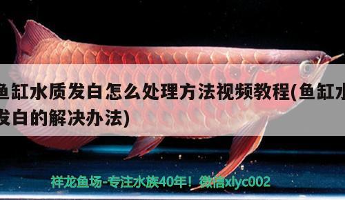 魚(yú)缸水質(zhì)發(fā)白怎么處理方法視頻教程(魚(yú)缸水發(fā)白的解決辦法)