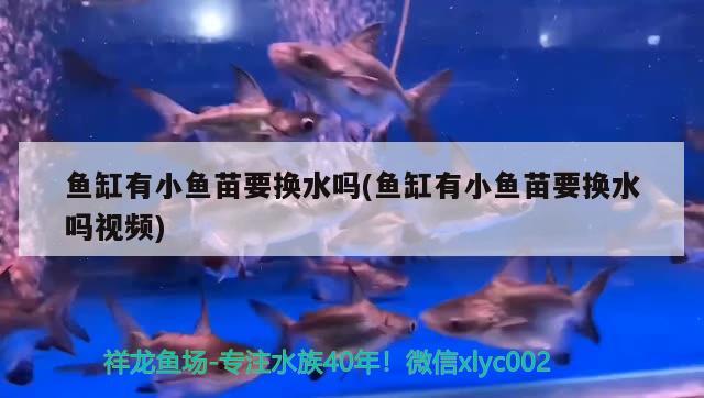 魚缸有小魚苗要換水嗎(魚缸有小魚苗要換水嗎視頻)