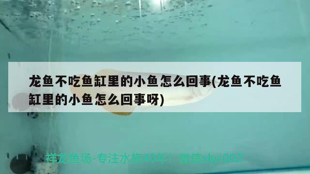 龍魚不吃魚缸里的小魚怎么回事(龍魚不吃魚缸里的小魚怎么回事呀) 印尼虎苗