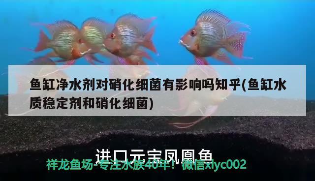 魚(yú)缸凈水劑對(duì)硝化細(xì)菌有影響嗎知乎(魚(yú)缸水質(zhì)穩(wěn)定劑和硝化細(xì)菌)