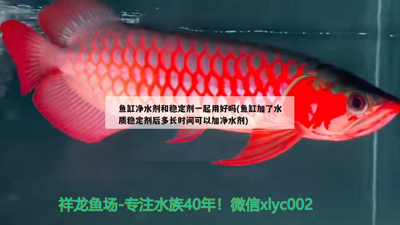 魚(yú)缸凈水劑和穩(wěn)定劑一起用好嗎(魚(yú)缸加了水質(zhì)穩(wěn)定劑后多長(zhǎng)時(shí)間可以加凈水劑) 稀有紅龍品種