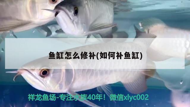 魚缸怎么修補(bǔ)(如何補(bǔ)魚缸)