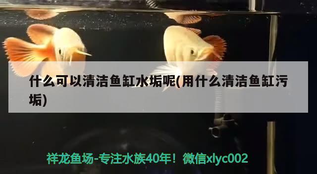 什么可以清潔魚缸水垢呢(用什么清潔魚缸污垢) 白子銀版魚苗