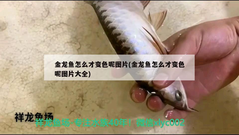 金龍魚怎么才變色呢圖片(金龍魚怎么才變色呢圖片大全) 超血紅龍魚