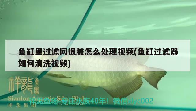 魚缸里過濾網很臟怎么處理視頻(魚缸過濾器如何清洗視頻) 飛鳳魚