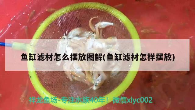 魚缸濾材怎么擺放圖解(魚缸濾材怎樣擺放) 噴點(diǎn)菠蘿魚