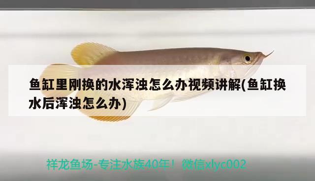 魚缸里剛換的水渾濁怎么辦視頻講解(魚缸換水后渾濁怎么辦) 雙線側(cè)魚