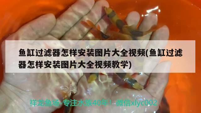 魚缸過濾器怎樣安裝圖片大全視頻(魚缸過濾器怎樣安裝圖片大全視頻教學)