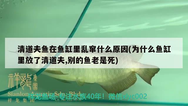 清道夫魚在魚缸里亂竄什么原因(為什么魚缸里放了清道夫,別的魚老是死) 魚缸水質(zhì)穩(wěn)定劑