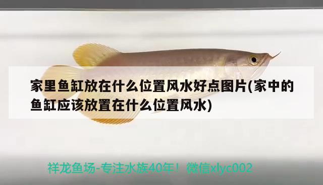 家里魚缸放在什么位置風(fēng)水好點(diǎn)圖片(家中的魚缸應(yīng)該放置在什么位置風(fēng)水)