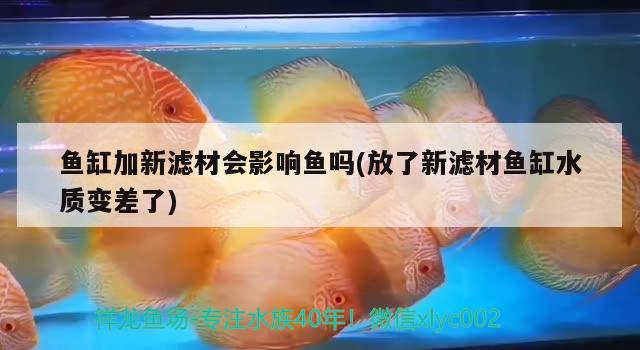 魚缸加新濾材會影響魚嗎(放了新濾材魚缸水質(zhì)變差了)