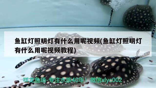 魚缸燈照明燈有什么用呢視頻(魚缸燈照明燈有什么用呢視頻教程)