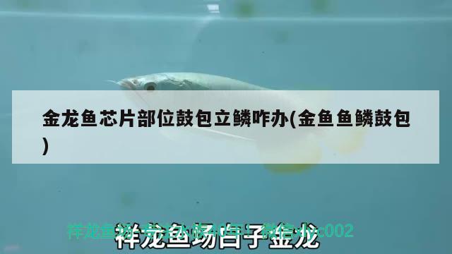 金龍魚(yú)芯片部位鼓包立鱗咋辦(金魚(yú)魚(yú)鱗鼓包) 三間鼠魚(yú)