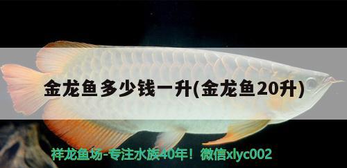 金龍魚多少錢一升(金龍魚20升)