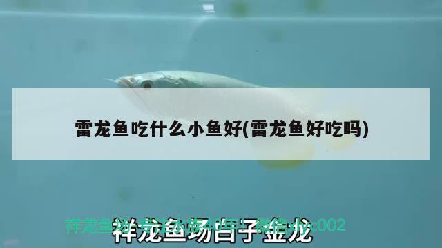 雷龍魚吃什么小魚好(雷龍魚好吃嗎) 進(jìn)口元寶鳳凰魚