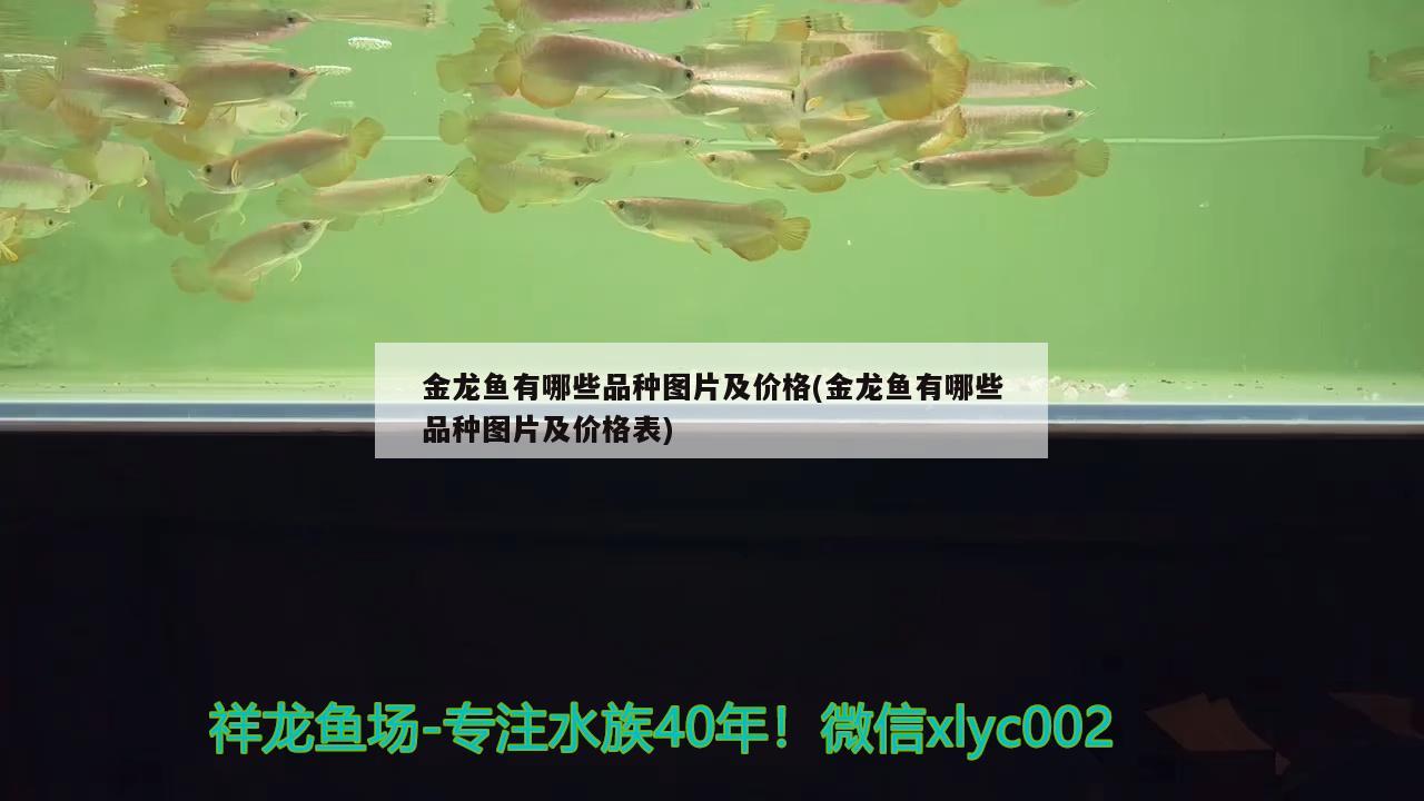 金龍魚有哪些品種圖片及價(jià)格(金龍魚有哪些品種圖片及價(jià)格表)