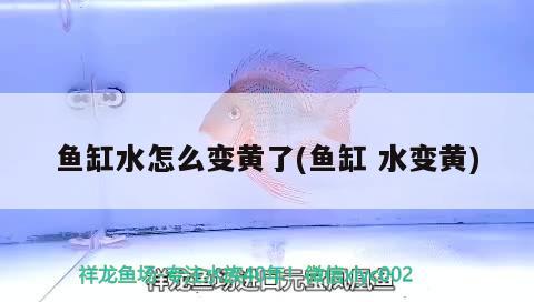 魚(yú)缸水怎么變黃了(魚(yú)缸水變黃)