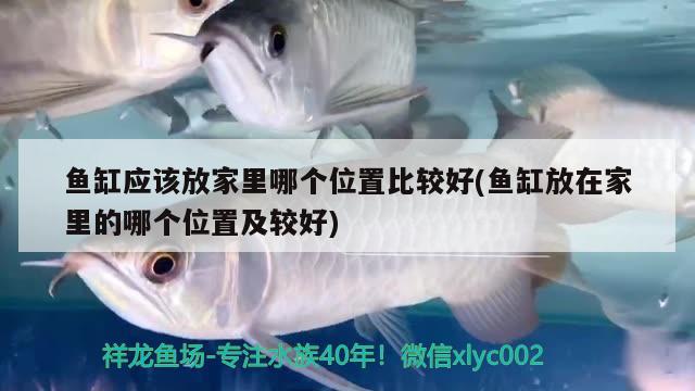 魚缸應(yīng)該放家里哪個位置比較好(魚缸放在家里的哪個位置及較好) 祥龍赫舞紅龍魚