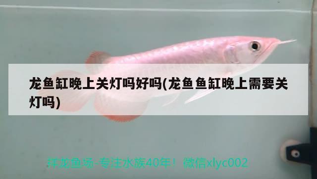 龍魚(yú)缸晚上關(guān)燈嗎好嗎(龍魚(yú)魚(yú)缸晚上需要關(guān)燈嗎) 其它水族用具設(shè)備