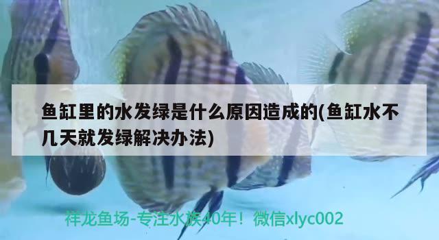 魚缸里的水發(fā)綠是什么原因造成的(魚缸水不幾天就發(fā)綠解決辦法) 非洲金鼓魚