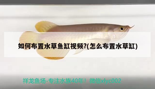 如何布置水草魚缸視頻?(怎么布置水草缸) 水草