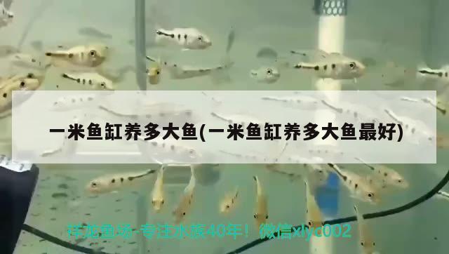 一米魚缸養(yǎng)多大魚(一米魚缸養(yǎng)多大魚最好)