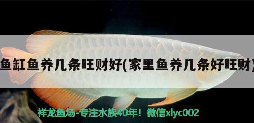 魚(yú)缸魚(yú)養(yǎng)幾條旺財(cái)好(家里魚(yú)養(yǎng)幾條好旺財(cái)) 朱巴利魚(yú)