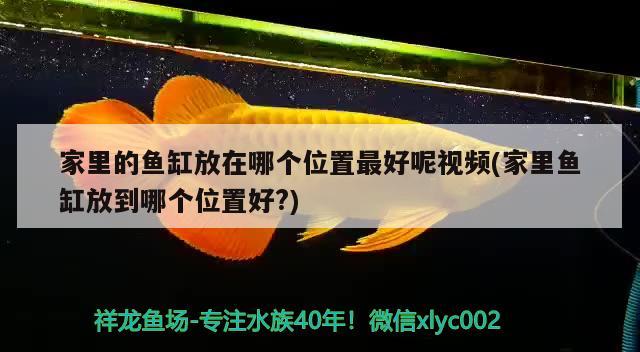 家里的魚缸放在哪個位置最好呢視頻(家里魚缸放到哪個位置好?) 泰國雪鯽魚