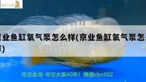 京業(yè)魚缸氧氣泵怎么樣(京業(yè)魚缸氧氣泵怎么樣)