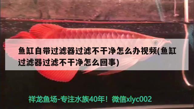 魚(yú)缸自帶過(guò)濾器過(guò)濾不干凈怎么辦視頻(魚(yú)缸過(guò)濾器過(guò)濾不干凈怎么回事) 喂食器