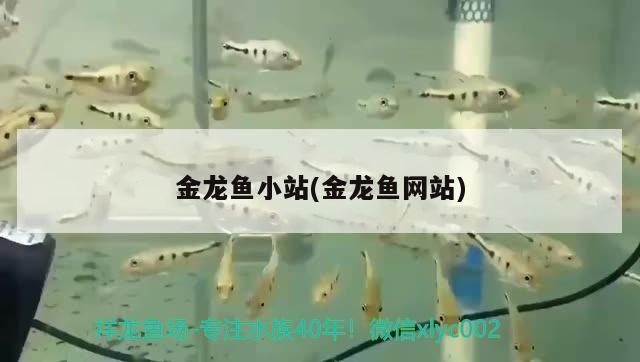 金龍魚小站(金龍魚網(wǎng)站) 球鯊魚