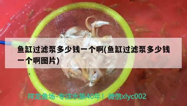 魚(yú)缸過(guò)濾泵多少錢一個(gè)啊(魚(yú)缸過(guò)濾泵多少錢一個(gè)啊圖片)