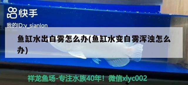 魚缸水出白霧怎么辦(魚缸水變白霧渾濁怎么辦) 羽毛刀魚苗