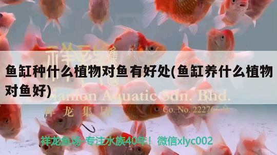 魚缸種什么植物對魚有好處(魚缸養(yǎng)什么植物對魚好) 白玉紅龍魚