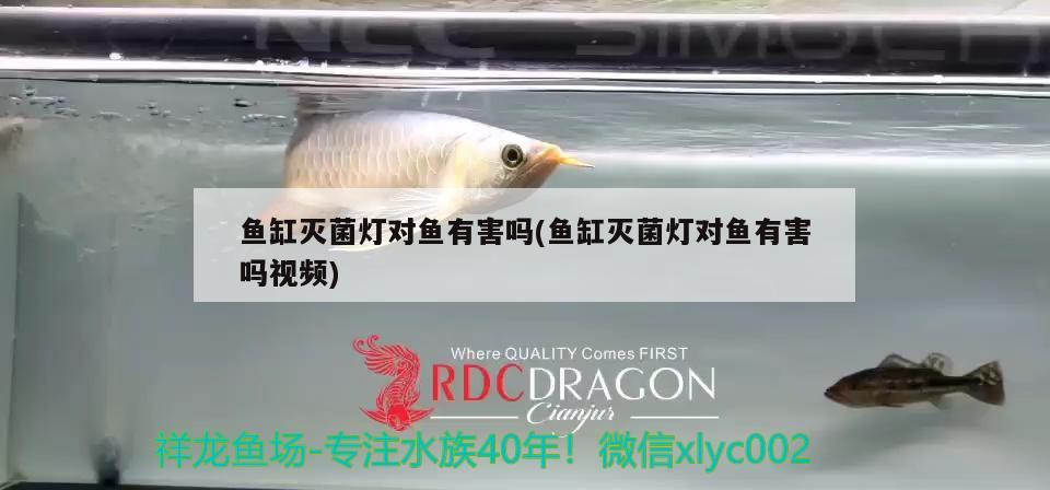 魚缸滅菌燈對魚有害嗎(魚缸滅菌燈對魚有害嗎視頻)