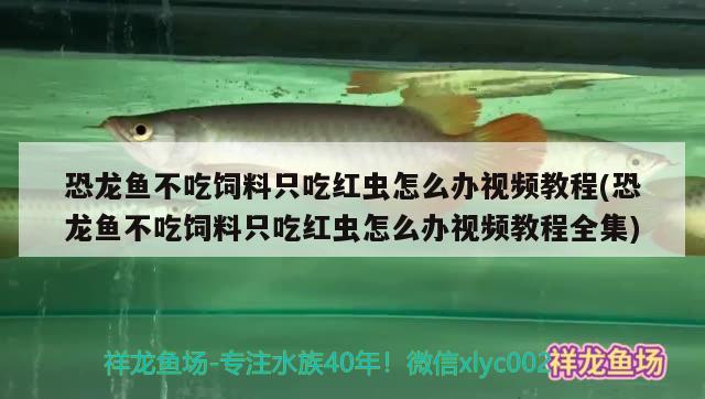 恐龍魚(yú)不吃飼料只吃紅蟲(chóng)怎么辦視頻教程(恐龍魚(yú)不吃飼料只吃紅蟲(chóng)怎么辦視頻教程全集)