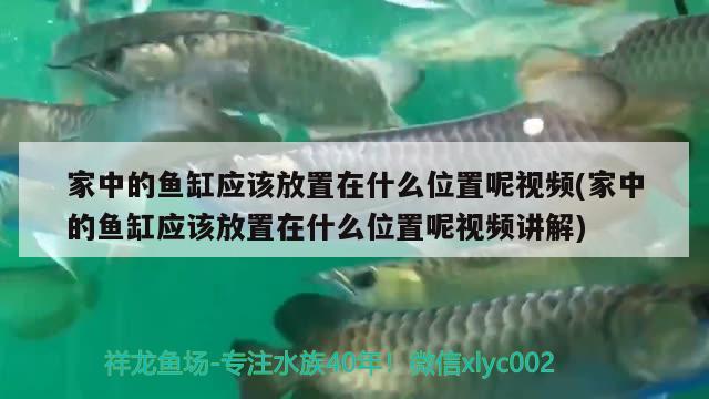 家中的魚缸應(yīng)該放置在什么位置呢視頻(家中的魚缸應(yīng)該放置在什么位置呢視頻講解)