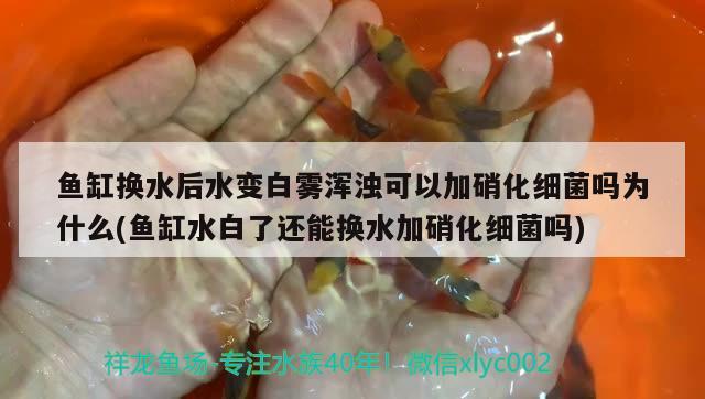 魚缸換水后水變白霧渾濁可以加硝化細菌嗎為什么(魚缸水白了還能換水加硝化細菌嗎) 硝化細菌