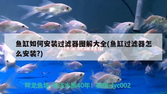 魚缸如何安裝過濾器圖解大全(魚缸過濾器怎么安裝?)